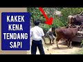 SAPI NGAMUK KAKEK KENA TENDANG