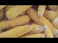 Knowledge Sharing Jagung Bijian