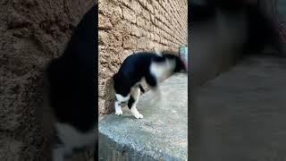 لحظاتی از خلاقیت و سرگرمی گربه در بازی با خودش!#funny #cat #cats #viral #short #funnyshorts #quotes