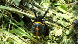 Valse Weduwe/Mediterranean false black widow (Steatoda paykulliana)