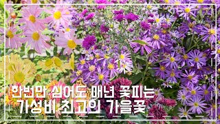 개화기간이 길고 꽃빛깔까지 고운 최고의 가을꽃 / 가을정원이 곱게 물들어 가는 주말 정원 / 삽목한 가을꽃 구절초ㆍ청화쑥부쟁이ㆍ국화