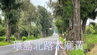 《金門》環島北路/木麻黃