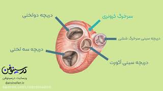 انیمیشن آموزشی دریچه ها و صداهای قلب | Valves and heart sounds animation