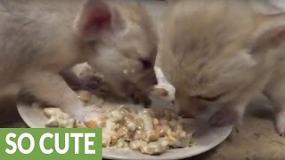 Baby fennec foxes eat food for the first time