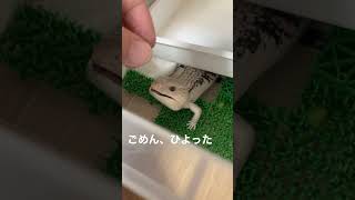 餌やりはまだ飼い主がなれません　キタアオジタトカゲ　はく