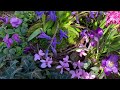 frühlingsdeko🌿pflanzschale 🌿pflanztischdeko🌿dekoidee🌿springflowers🌿diy🌿