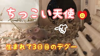 デグーの赤ちゃん生後3日目