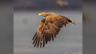 白尾海雕White-tailed eagle