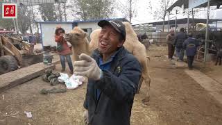 骆驼下车就喷了一口白沫，吐口水是骆驼一种防卫行为