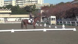 第５４回関東学生馬術女子大会　馬場馬術競技　サリー　大橋実央