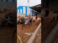 lapasri gov sala, cows videos,  gir gay, #cow #cows #viral #reels #shorts #short #gujrati #gay