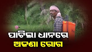 Farmers In Trouble  As Pesticides Failed To Kill Pests In Subarnapur District || KalingaTV