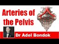 Arteries of the Pelvis, Dr Adel Bondok