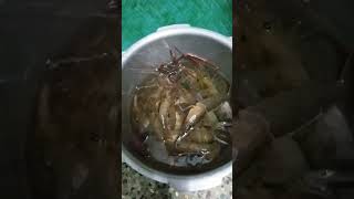 Godavari live prawns 🍤