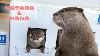 カワウソコタローとハナ　窓から顔がひょっこりダンボールハウス　Otter Kotaro\u0026Hana Stick Head Out The Cardboard Window