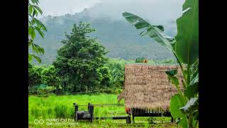 🌹🥀🌾រីករាយសណ្តាប់ជាមួយបទចំរៀង🌾🥀🌹របៀបទេសភាពស្រុកស្រែ🌾🌾🌾នារដូវដកស្ទូង🌾🌾