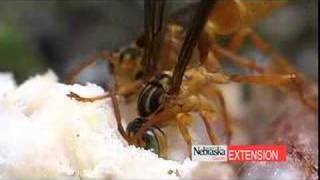 Basic Insect Identification