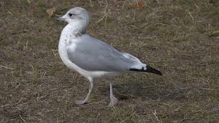 Common Gull returning early