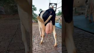 Biggest udder HF cow || Malwa Farm