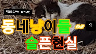 사람 으로 부터 외면당한 동네냥이들의 몰골이 슬픈현실을 말해주고있다