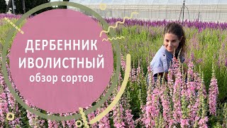 Дербенник иволистный. Обзор и сравнение сортов в питомнике растений «Лесково»