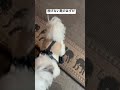 しっかり脱げてる… dogbreed 癒し シーズー puppy shihtz 可愛い shihtzu 犬のいる生活 チーズー 愛犬