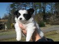 a few of our papillon adults and puppies