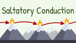 Saltatory Conduction with Analogy of Lighthouse