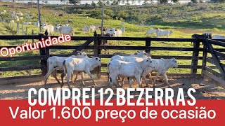 Comprei 12 bezerras valor 1600 preço de ocasião (oportunidade)