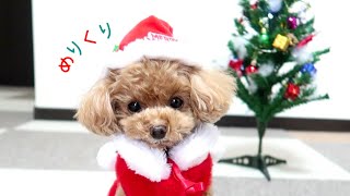 心も体もホカホカになった犬のクリスマスプレゼント【トイプードルのコロン】