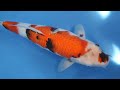 6. Showa 52 cm Dainichi Toyota Koi Farm Bloodline SuperButta Certificate