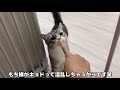 帰ってきた主をルンルンでお迎えしてくれる猫が可愛すぎます…！