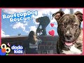 Rescuers Have No Idea How This Dog Got Stuck On A Roof! | Rescued! | Dodo Kids