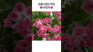 #이미자#잊을수없는여인#리갈제라늄#풍성하게#이쁜#캔디플라워피치클라우드