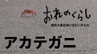 おれのくらし～周防大島近海に住むいきもの～第十回「アカテガニ」