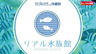 【LIVE】リアル水族館　沖縄の海をお届け♪　ブセナ海中公園からライブ配信中♪| OKINAWA REAL AQUARIUM |