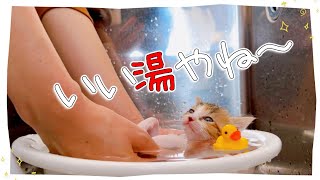 【かわいすぎる子猫のシャンプー】ほとんど身をゆだねてくれるとこうなる★風呂上りはミルク【保護猫生活23日目】