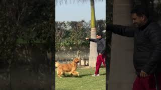 Golden retriever dog play time #shortvideo #dogshow2024 #viralvideo #labradorretriever