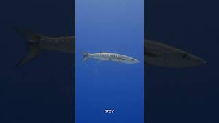 Amazing Barracuda: Speed and Precision in the Deep Sea