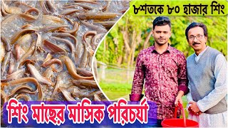 শিং মাছের মাসিক পরিচর্যা... ll catfish bd