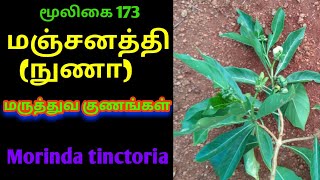 மஞ்சனத்தி மரம்|manchanethi tree|morinda tinctoria|nuna tree|nuna fruits|Alasal