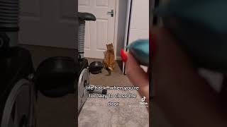 How To Close Your Door… With Your Cat! @richard_catnip_king #shorts