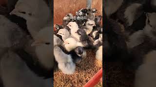 인공부화  청계 어린병아리  🐤 ,구독과 좋아요 큰힘이 됩니다 청계종계농장 전북 정읍시 010 3057 1152