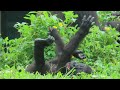 金剛寶寶ringo常常看著爸爸的食物baby gorilla ringo often watches dad s food.