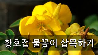 황호접 물꽂이 삽목 방법