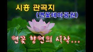 시흥연꽃테마파크(관곡지)의 연꽃 향연이 시작되었습니다..