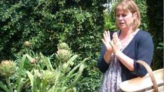 How to Harvest and Cook Globe Artichokes