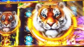 강원랜드🐯Tiger King Disk🐯Big Tiger