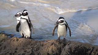 Happy World Penguin Day! | 25th April, 2022 | OptimisticRealty