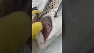 #viral  pescado fresco